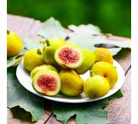 semi di fuoco giardino decorativi le sono resistenti tetti verdi semi organici letto elevato 80pcs