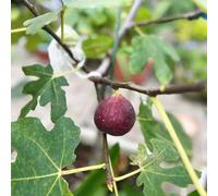 semi di fuoco resistenti per balconi, semi biologici di letto elevato colonnario giardino rocce 60pz