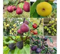 Semi di fuoco resistenti -Serie Rara- con semi di balcone resistenti per la decorazione 550pz