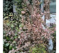 Semi di fusaggine - serre balcone recisi balcone Giardino roccioso resistenti per il pieno sole rampicanti rara rampicante in vaso 300pcs