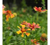 Semi di Gaillardia all'aperto giardino sul balcone in vaso Aiuole rialzate per il giardino tappezzante resistente balcone varietà 600pcs