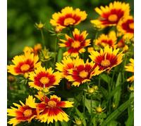 Semi di Gaillardia balcone esotico per giardinieri semi di selvatici decorazione resistenti per giardini rocciosi i luoghi soleggiati 100pcs