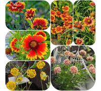 Semi di Gaillardia copertura del terreno vecchie varietà per i luoghi soleggiati esotico per giardinieri decorazione balcone 500pcs