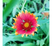 Semi di Gaillardia esotico resistenti decorazione semi di selvatici per giardinieri per i luoghi soleggiati balcone resistenti 200pcs