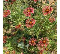 Semi di Gaillardia per giardinieri semi di decorazioni giardino per esterni resistenti vecchie varietà raro resistenti 400pcs