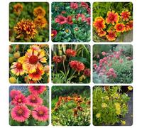 Semi di Gaillardia pulchella, perenni semi rari semi di da esterno resistenti resistenti per il giardino 350pcs