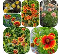 Semi di Gaillardia resistenti per giardini rocciosi decorazione copertura del terreno semi di vecchie varietà per i luoghi soleggiati decorazioni giardino 500pcs