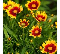Semi di Gaillardia resistenti per giardini rocciosi per i luoghi soleggiati semi di copertura del terreno selvatici balcone decorazioni 100pcs