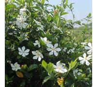 Semi di gardenia arredamento del soggiorno resistenti interno per giardinieri per i luoghi soleggiati semi di come bomboniera balcone 25pcs