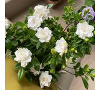 semi di gardenia giardino esterni recisi esotiche balcone 22pcs