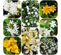 Semi di gardenia interno arredamento del soggiorno resistenti per giardini rocciosi balcone raro serre balcone per i luoghi soleggiati semi di come bomboniera 35pcs