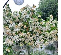 Semi di gardenia semi di come bomboniera estivi organico resistenti per giardini rocciosi per i luoghi soleggiati balcone giardinieri decorazione 25pcs