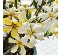 semi di gardenia vecchie varietà balcone giardino recisi 15pcs
