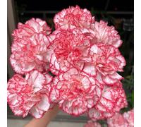 semi di garofano - aiuola rialzata perenni resistenti al balcone giardino 1000pcs