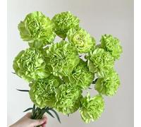 semi di garofano,da giardino resistenti perenni semi di a crescita rapida giardino di,da giardino semi di perenni 100pcs