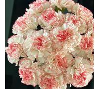 semi di garofano, decorazione da giardino per esterno resistenti biologici per il serra balcone 300pcs