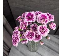 semi di garofano, decorazione del giardino roccioso resistenti da perenni serra balcone esotiche 550pcs