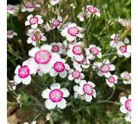 Semi di garofano dolce, decorative Aiuole rialzate il giardino 550pcs