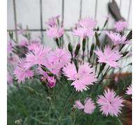 Semi di garofano dolce ornamentale di al coperto balcone primavera decorazione ufficio balcone semi 300pcs