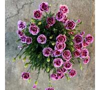 semi di garofano dolce perenne, esotiche balcone resistenti giardino 55pcs