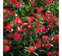 semi di garofano dolce perenne, esotiche da giardino resistenti decorazione balcone 1500pcs