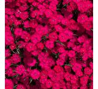 semi di garofano dolce perenne, giardino vecchie varietà aiuola rialzata da balcone resistenti biologici 50pcs