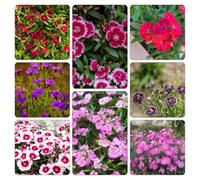 Semi di garofano dolce resistente tetti verdi balcone primavera balcone estivi selvatici di al 500pcs