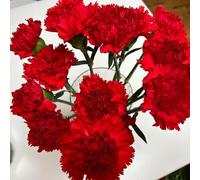 semi di garofano,esotiche、lungo periodo di per un resistenti in vaso,semi di da balcone,da giardino 150pcs