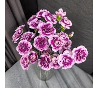 semi di garofano - esotici appartamento resistenti aiuola rialzata perenni balcone il giardino 450pcs