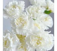 semi di garofano, giardino del resistenti per perenni da decorazione 80pcs