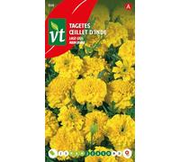 Semi di garofano nano giallo - Fioritura continua fino al gelo