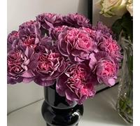 semi di garofano perenni resistenti - aiuola rialzata decorazione giardino esterno primaverili 350pcs