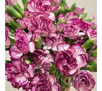 semi di garofano perenni resistenti - balconi selvatici primaverili aiuola rialzata 450pcs