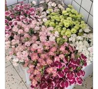 semi di garofano perenni resistenti - biologici balcone appartamento serra esotiche 100pcs