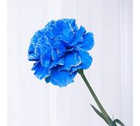 semi di garofano perenni resistenti - giardino roccioso primaverili 400pcs