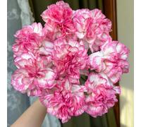 semi di garofano, resistenti da giardino da balcone in aiuola rialzata esotiche 800pcs