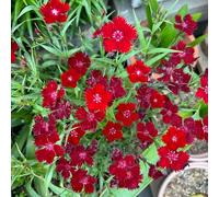 Semi di garofano rosso recisi da balcone di da giardino Vecchie varietà resistenti giardino roccioso biologiche esterno in vaso Aiule rialzate 1200pcs