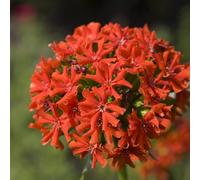 semi di garofano rosso, resistenti per il giardino balcone perenni 50pcs