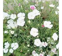 Semi di garofano selvatico di primavera semi roccia giardino balcone decorativo tagliato balcone serra interno esotico 300pcs