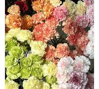 semi di garofano,semi di di garofano,perenni resistenti e perenni da balcone,da giardino resistenti giardino decorativo 600pcs