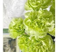 Semi di garofano, semi di selvatici di garofano selvatico, serre da balcone resistenti per il giardino regali per gli amanti del giardino 1000pcs