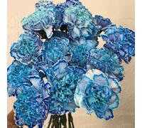 semi di garofano, serra balcone esotiche resistenti decorazione da giardino da esterno perenni 200pcs