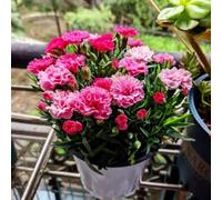 semi di garofano,vasi per,per luoghi soleggiati giardino di,da giardino semi biologici,decorative resistenti 550pcs