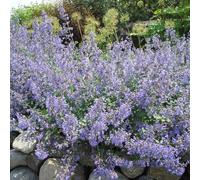 semi di gattaia, serre balcone biologici per esterno tappezzanti in vaso rialzata decorative giardino roccioso, 1200pcs