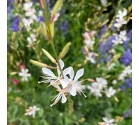 Semi di Gaura - Aiuole rialzate per il giardino (Gaura lindheimeri) giardino Vecchie varietà resistenti recisi balcone rampicanti 250pcs