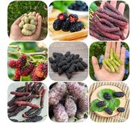 Semi di gelso - colonnari giardino roccioso serre balcone balcone colonnare vecchie varietà esotiche per giardinieri acquistare 700pcs