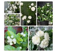 semi di gelsomino Giardino roccioso, resistenti per il pieno sole tappezzanti in vaso rialzata rampicanti decorazioni giardino per esterni 150pcs