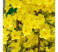 Semi di Gelsomino Invernale,da ombra resistenti,Bella in vaso,da giardino 250pcs