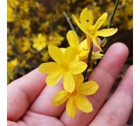 Semi di gelsomino invernale - giardino di resistenti per giardini rocciosi raro resistenti per i luoghi soleggiati arredamento organico il soggiorno 450pcs
