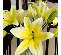 Semi di Gelsomino Invernale,Vaso per,da,Bella in vaso 50pcs